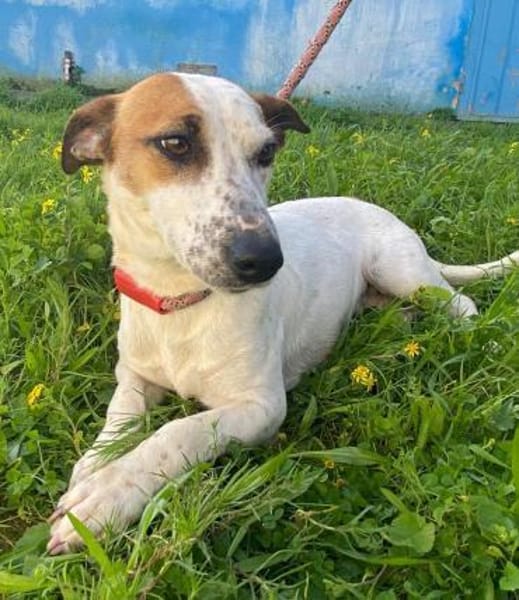 Linda wartet im Tierheim Schwandorf