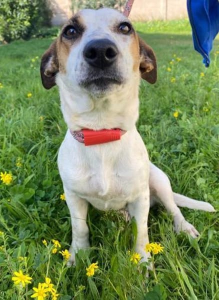 Linda wartet im Tierheim Schwandorf