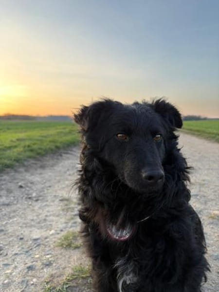 Koksi sucht seine Menschen🐾