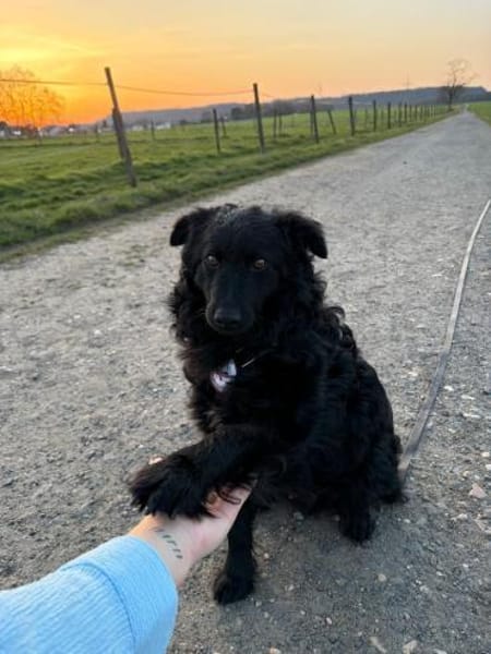 Koksi sucht seine Menschen🐾