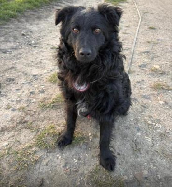 Koksi sucht seine Menschen🐾