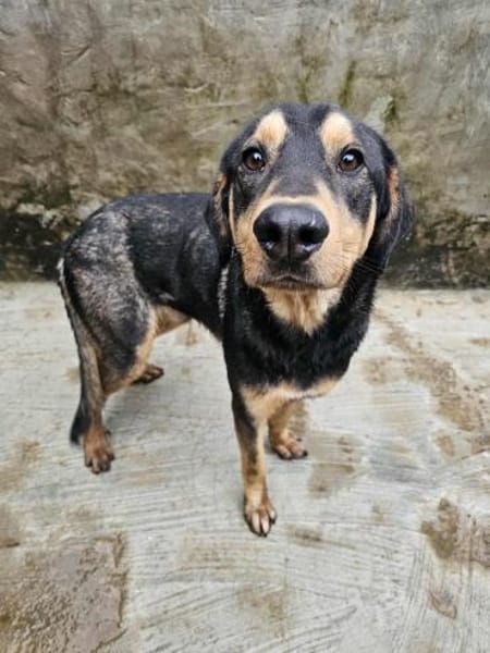 Freundlicher Rüde Piloto