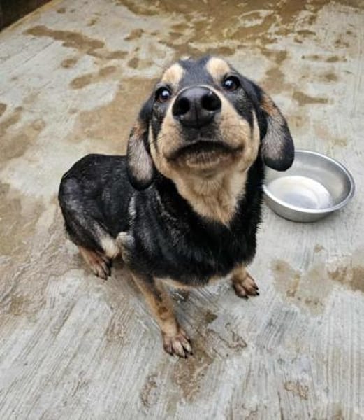 Freundlicher Rüde Piloto