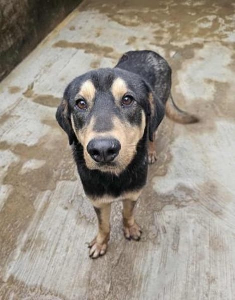 Freundlicher Rüde Piloto