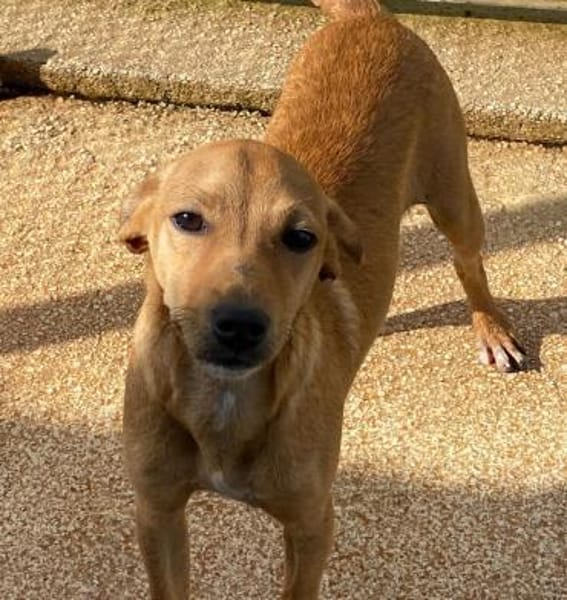 Carlo im Tierheim Ransbach-Baumbach