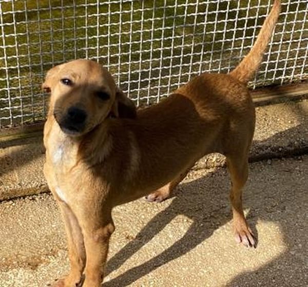 Carlo im Tierheim Ransbach-Baumbach