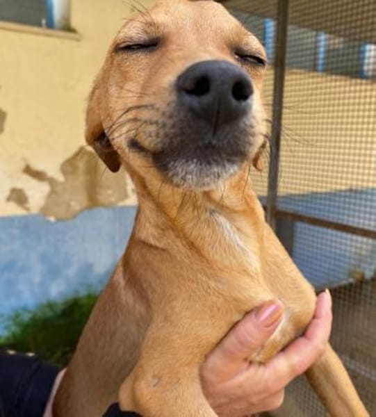 Carlo im Tierheim Ransbach-Baumbach