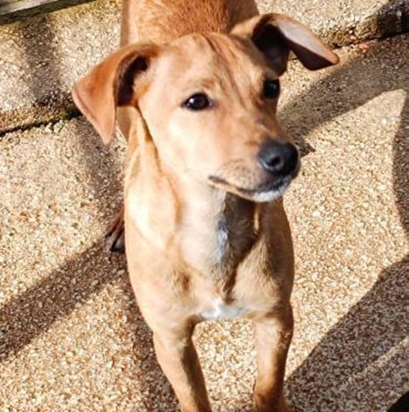 Carlo im Tierheim Ransbach-Baumbach