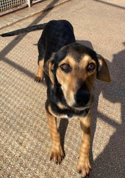 Siria wartet im Tierheim Schwandorf