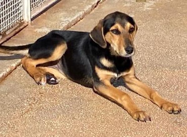 Siria wartet im Tierheim Schwandorf