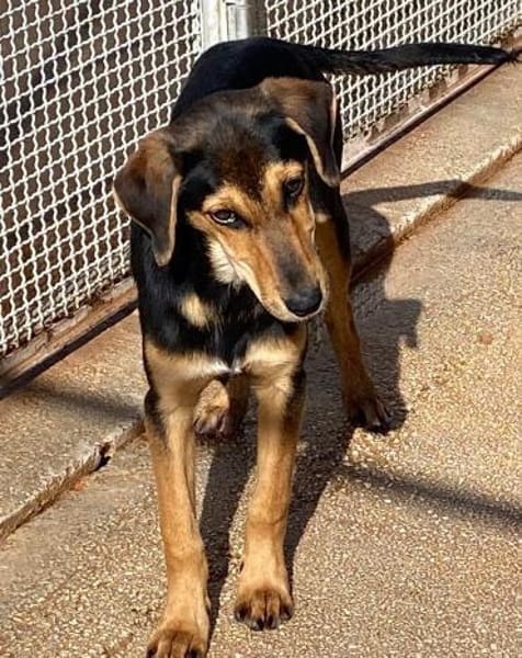 Siria wartet im Tierheim Schwandorf