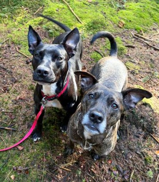 TRINI-EINFACH ZAUBERHAFT