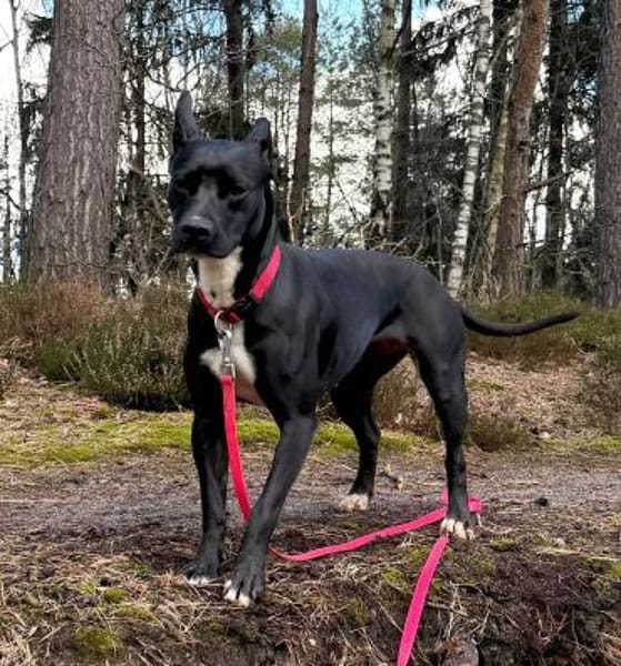 TRINI-EINFACH ZAUBERHAFT