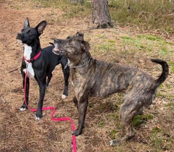 TRINI-EINFACH ZAUBERHAFT