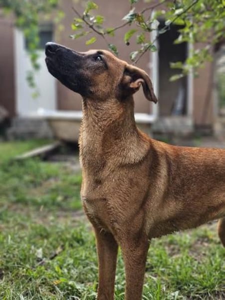 Dido sucht ihr Für-Immer-Zuhause