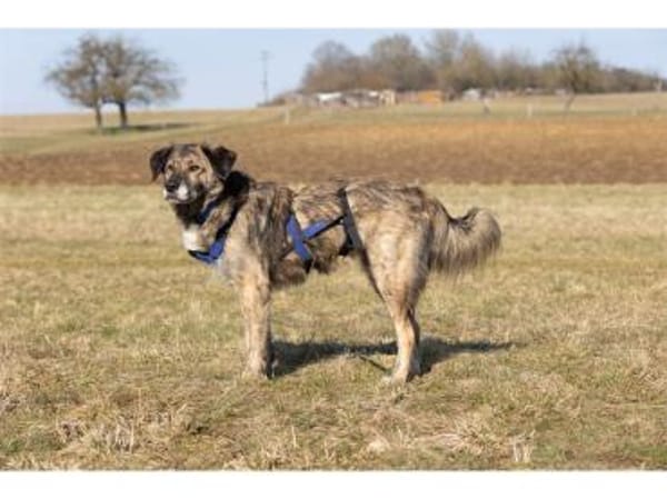 Loumes - wartet in 97714 Oerlenbach