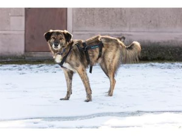 Loumes - wartet in 97714 Oerlenbach