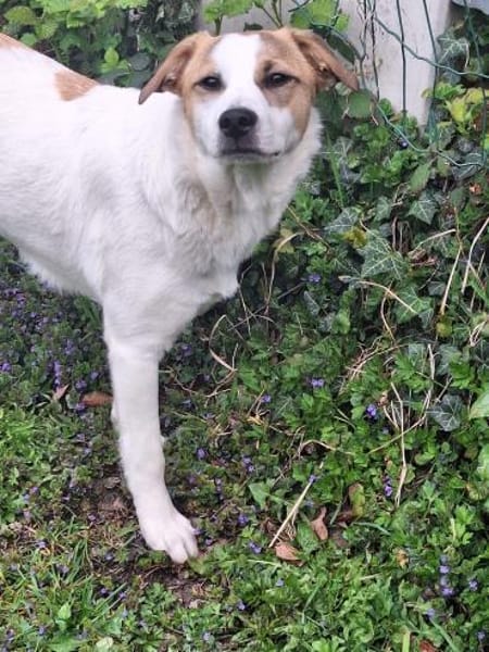 Hamlet sucht sein großes Glück 🐾