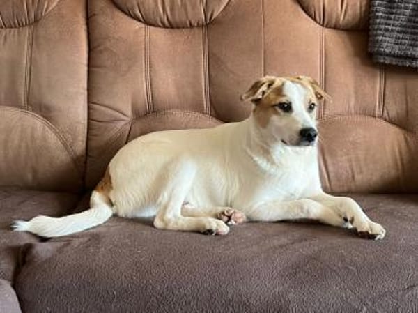 Hamlet sucht sein großes Glück 🐾