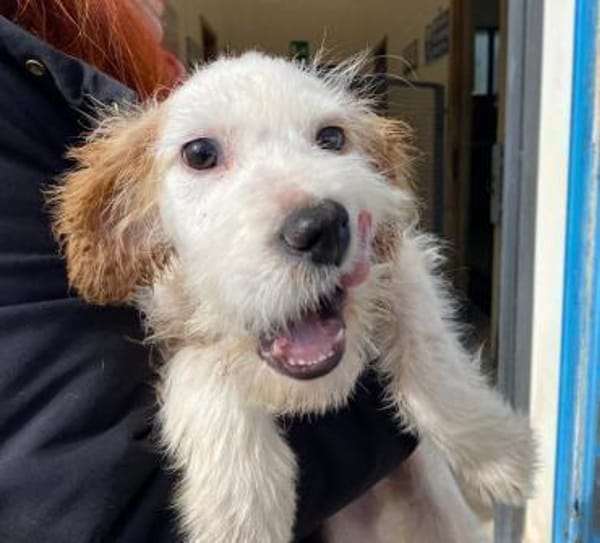 Riky im Tierheim Schwandorf