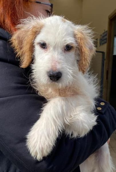 Riky im Tierheim Schwandorf