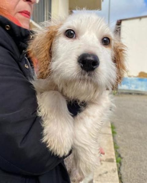 Riky im Tierheim Schwandorf