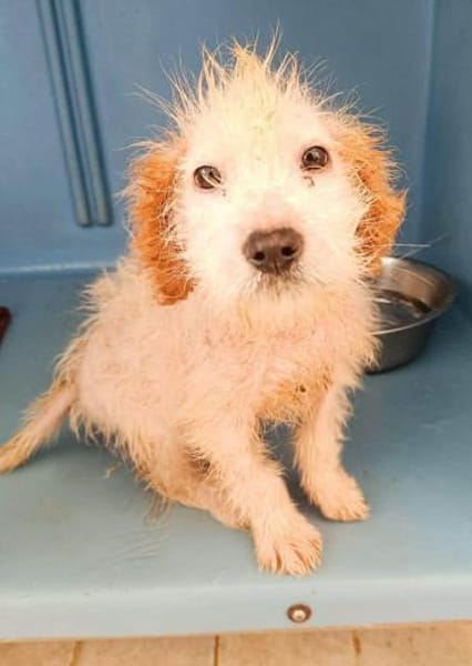 Riky im Tierheim Schwandorf