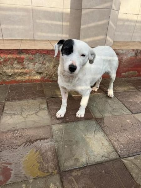 Spoty sucht IHre Familie