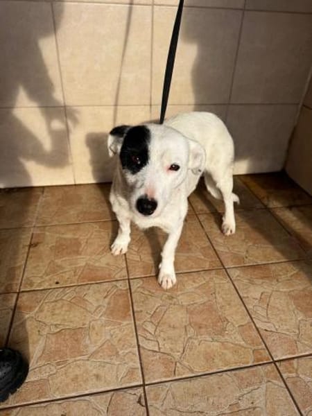 Spoty sucht IHre Familie