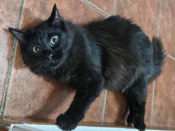 Sanfter Kater Merlin (1 Bein fehlt)