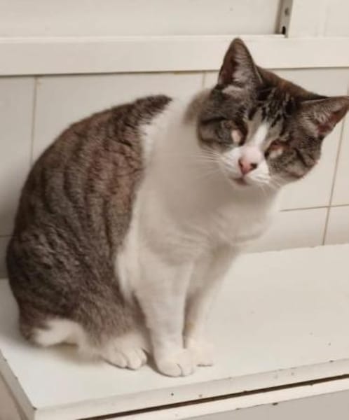 Liebevolle Katzen Falca (blind) u. Kinoa