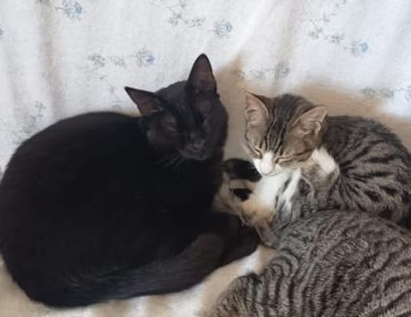 Liebevoller Kater Atlas