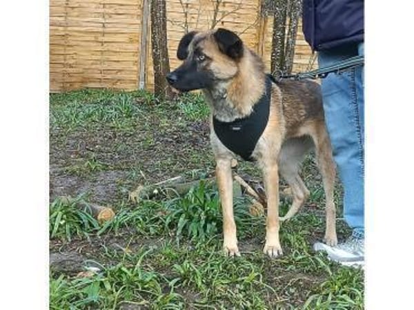 Andrina - wartet in 83052 Bruckmühl