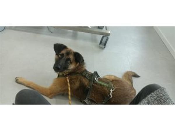 Andrina - wartet in 83052 Bruckmühl