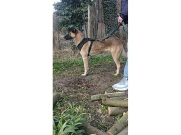 Andrina - wartet in 83052 Bruckmühl