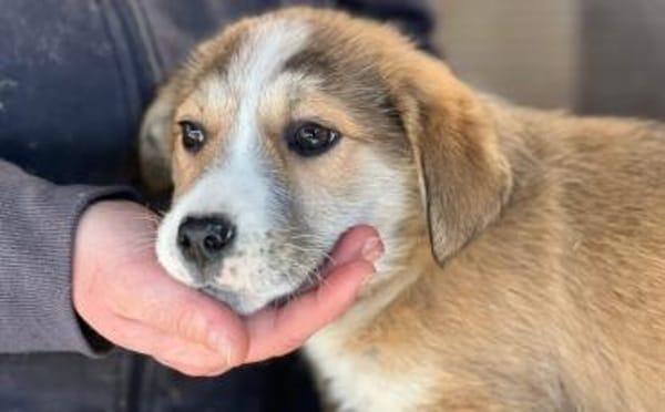 Wer verliebt sich in Chipsy?