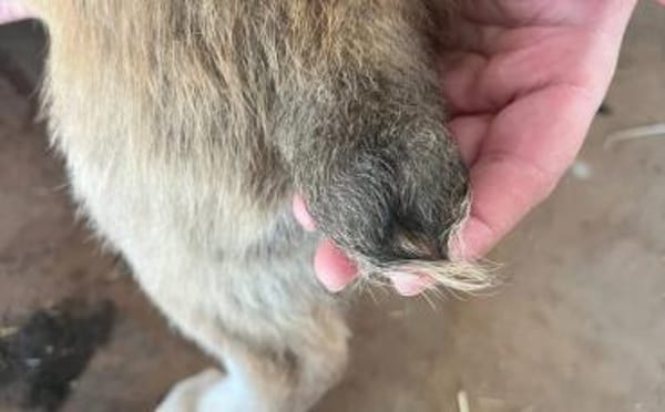 Wer verliebt sich in Chipsy?