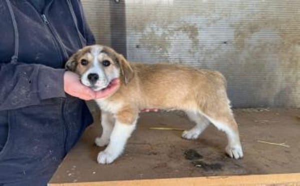 Wer verliebt sich in Chipsy?