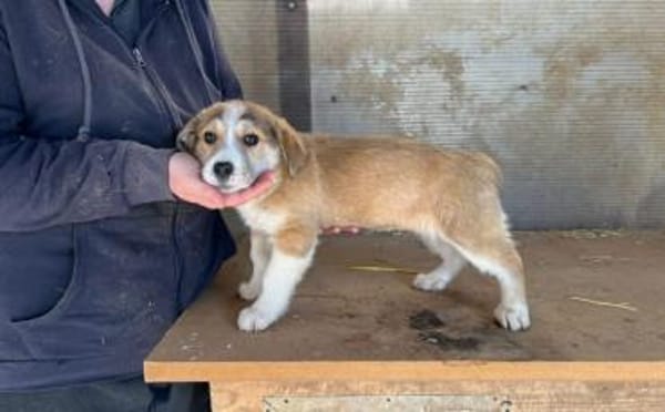 Wer verliebt sich in Chipsy?