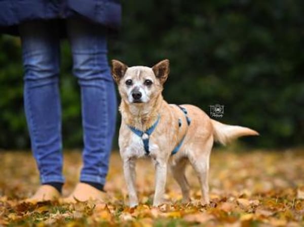 Familienanschluss für Akita gesucht