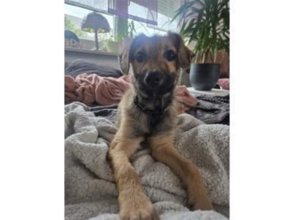 Chicca - wartet in 76287 Rheinstetten