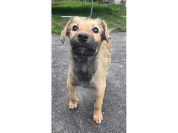 Chicca - wartet in 76287 Rheinstetten