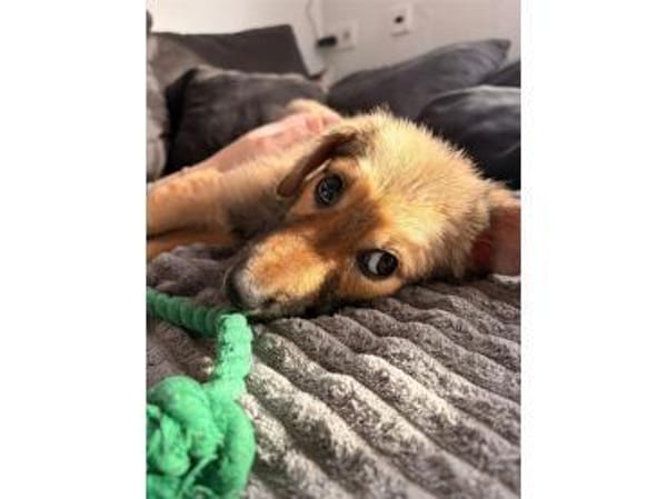 Chicca - wartet in 76287 Rheinstetten