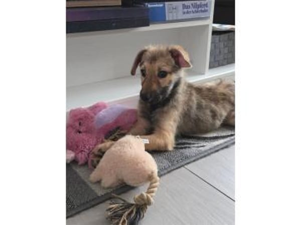 Chicca - wartet in 76287 Rheinstetten