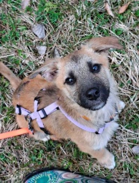 Welpenmäddchen Motte auf PS 91286