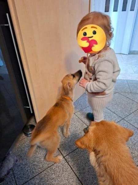 Welpenmäddchen Motte auf PS 91286