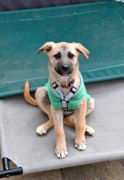 Welpenmäddchen Motte auf PS 91286