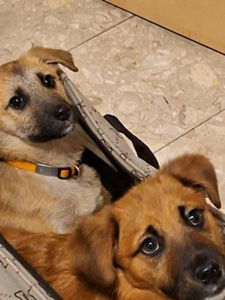 Welpenmäddchen Motte auf PS 91286