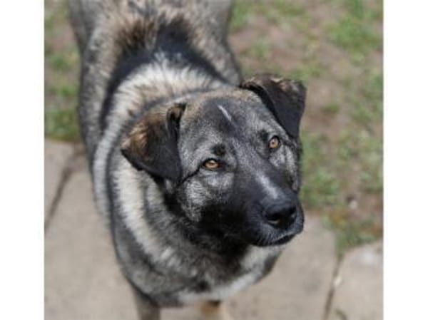 York - wartet in 76228 Karlsruhe