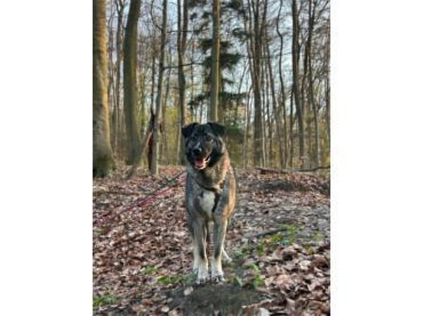 York - wartet in 76228 Karlsruhe